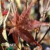 RED FLASH UPRIGHT JAPANESE MAPLE -Greenscape Shop DETA 3693
