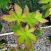 SATSUKI BENI UPRIGHT JAPANESE MAPLE -Greenscape Shop DETA 3694