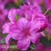 KAREN GIRARD AZALEA -Greenscape Shop DETA 3704