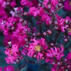 BLACK DIAMOND® MYSTIC MAGENTA CRAPEMYRTLE -Greenscape Shop DETA 3713
