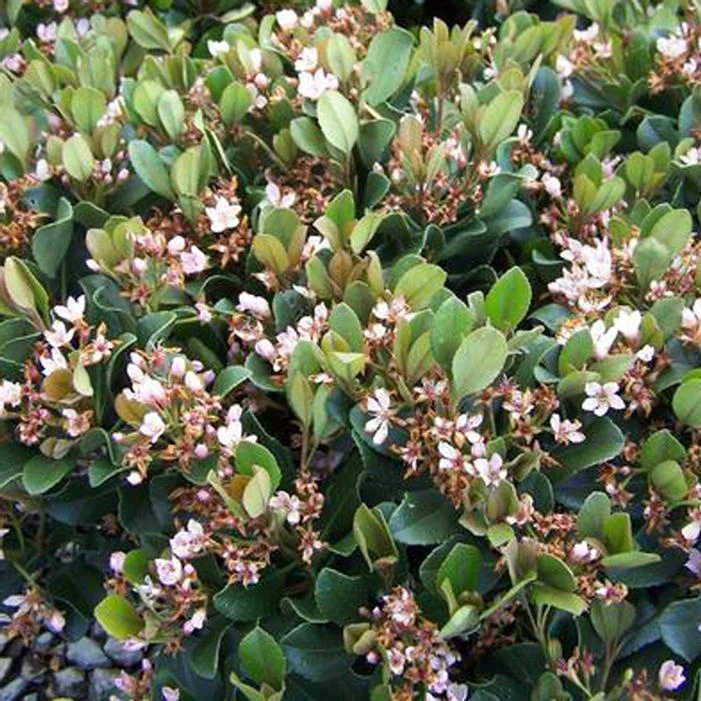 ELEANOR TABER™ INDIAN HAWTHORN 3 ELEANOR TABER™ INDIAN HAWTHORN