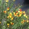 SISTER DISCO® SCOTCH BROOM -Greenscape Shop DETA 3733