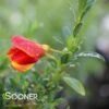 SISTER REDHEAD® SCOTCH BROOM -Greenscape Shop DETA 3734