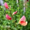 SISTER ROSIE® SCOTCH BROOM -Greenscape Shop DETA 3735