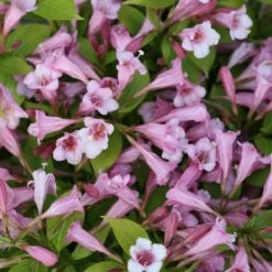 SNIPPET LIME® WEIGELA 7 SNIPPET LIME® WEIGELA -Greenscape Shop DETA 3754
