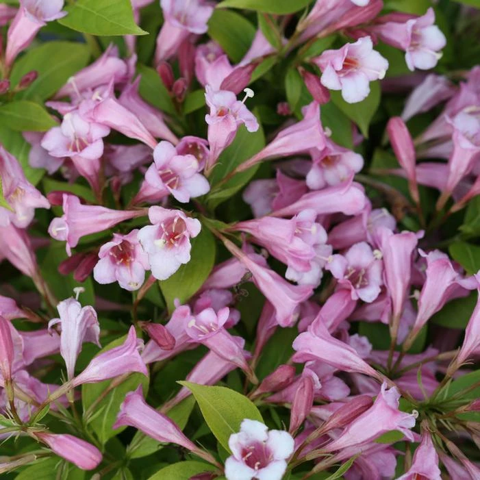 SNIPPET LIME® WEIGELA 5 SNIPPET LIME® WEIGELA - Image 3