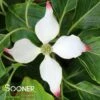 BIG APPLE KOUSA DOGWOOD 2 BIG APPLE KOUSA DOGWOOD -Greenscape Shop DETA 3755
