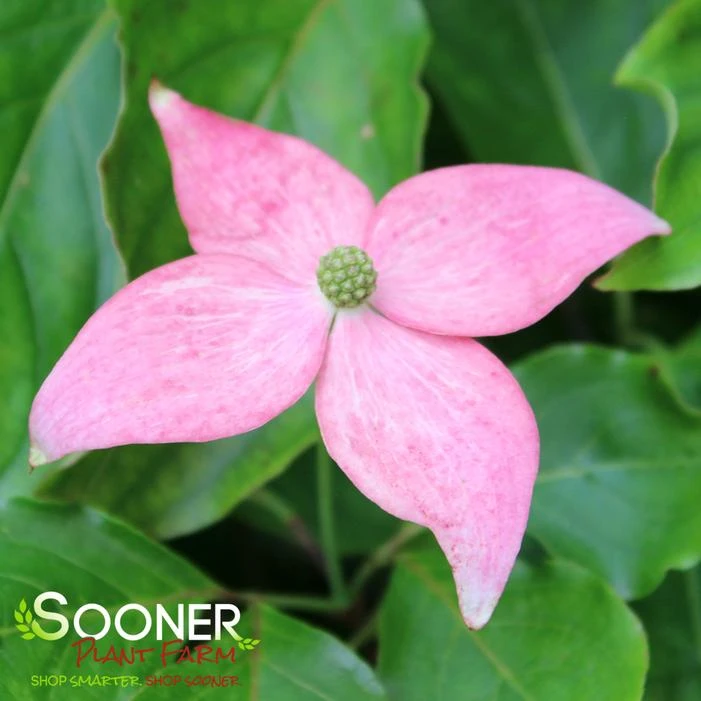 SCARLET FIRE™ KOUSA DOGWOOD 3 SCARLET FIRE™ KOUSA DOGWOOD