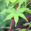 AKA KAWA HIME UPRIGHT JAPANESE MAPLE 1 AKA KAWA HIME UPRIGHT JAPANESE MAPLE -Greenscape Shop DETA 3765
