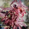 WINTER'S RED UPRIGHT JAPANESE MAPLE 2 WINTER'S RED UPRIGHT JAPANESE MAPLE -Greenscape Shop DETA 3766
