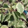 WOLF EYES VARIEGATED KOUSA DOGWOOD 2 WOLF EYES VARIEGATED KOUSA DOGWOOD -Greenscape Shop DETA 3768
