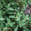 WINTERGREEN KOREAN BOXWOOD -Greenscape Shop DETA 3802