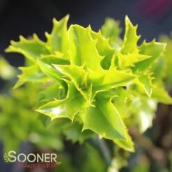 CASTLE KEEP® BLUE HOLLY -Greenscape Shop DETA 3847