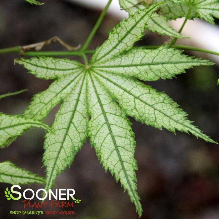 ALPINE SILVER THREAD UPRIGHT JAPANESE MAPLE 2 ALPINE SILVER THREAD UPRIGHT JAPANESE MAPLE