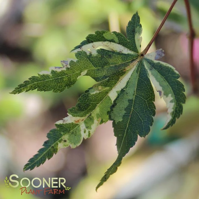 COTTON CANDY UPRIGHT JAPANESE MAPLE 3 COTTON CANDY UPRIGHT JAPANESE MAPLE