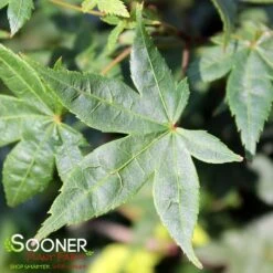 KATSURA NISHIKI UPRIGHT JAPANESE MAPLE -Greenscape Shop DETA 3861