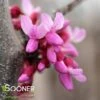 PINK HEARTBREAKER WEEPING REDBUD -Greenscape Shop DETA 3870