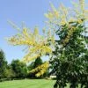 SUMMERBURST® GOLDEN RAINTREE -Greenscape Shop DETA 3871