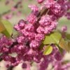 PINK POM POMS REDBUD 2 PINK POM POMS REDBUD -Greenscape Shop DETA 3874