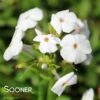FASHIONABLY EARLY CRYSTAL GARDEN PHLOX 2 FASHIONABLY EARLY CRYSTAL GARDEN PHLOX -Greenscape Shop DETA 3879