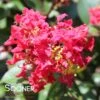 RIKKI TIKKI® ROUGE CRAPEMYRTLE -Greenscape Shop DETA 3888