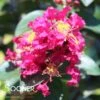 RIKKI TIKKI® PINK CRAPEMYRTLE -Greenscape Shop DETA 3889