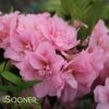 PERFECTO MUNDOĀ® DOUBLE PINK AZALEA 1 PERFECTO MUNDOĀ® DOUBLE PINK AZALEA -Greenscape Shop DETA 3891