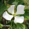 VENUS® DOGWOOD -Greenscape Shop DETA 3918