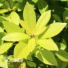 BANANAPPEAL® SMALL ANISE TREE -Greenscape Shop DETA 3923
