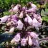BLACKBEARD BEARDTONGUE -Greenscape Shop DETA 3928