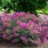 BELLINI® GRAPE CRAPEMYRTLE -Greenscape Shop DETA 3955