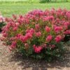 BELLINI® RASPBERRY CRAPEMYRTLE -Greenscape Shop DETA 3956