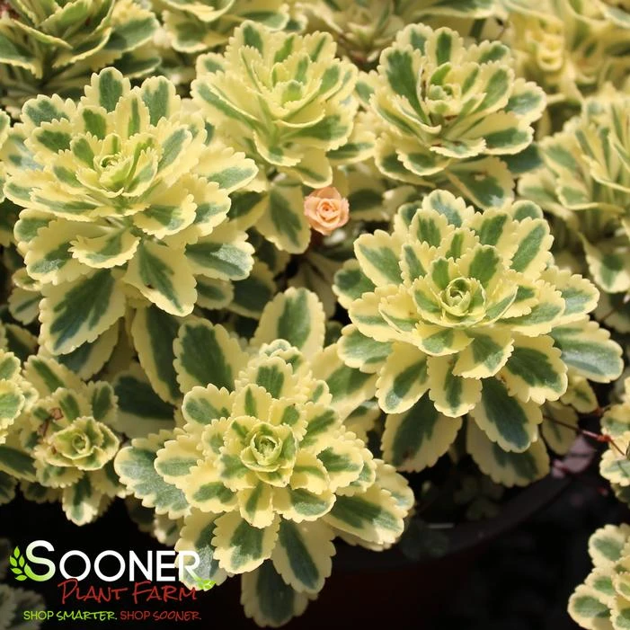 ATLANTIS® SEDUM 3 ATLANTIS® SEDUM
