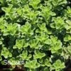 LITTLE MISS SUNSHINE SEDUM -Greenscape Shop DETA 3987