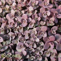 SUNSPARKLER® FIRECRACKER SEDUM -Greenscape Shop DETA 3988