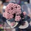 NIGHT EMBERS SEDUM -Greenscape Shop DETA 3990