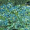 BLUE MUFFIN® VIBURNUM -Greenscape Shop DETA 400