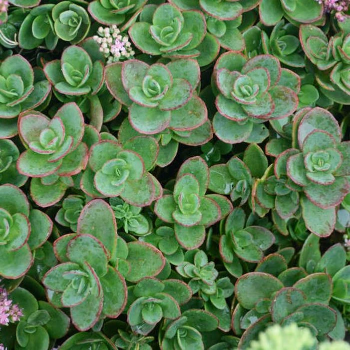 SUNSPARKLER® LIME ZINGER SEDUM 4 SUNSPARKLER® LIME ZINGER SEDUM - Image 2