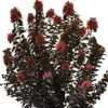 THUNDERSTRUCK™ CORAL BOOM™ CRAPEMYRTLE 2 THUNDERSTRUCK™ CORAL BOOM™ CRAPEMYRTLE -Greenscape Shop DETA 4032