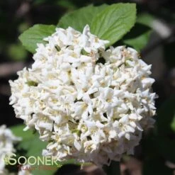 KOREAN SPICE VIBURNUM 7 KOREAN SPICE VIBURNUM -Greenscape Shop DETA 404