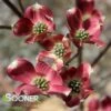 RAGIN' RED™ DOGWOOD -Greenscape Shop DETA 4070