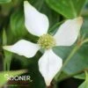 GREENSLEEVES KOUSA DOGWOOD 1 GREENSLEEVES KOUSA DOGWOOD -Greenscape Shop DETA 4071