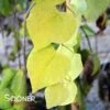 GOLDEN FALLS® WEEPING REDBUD -Greenscape Shop DETA 4075