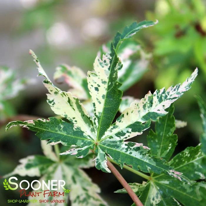 TSURU NO MAI UPRIGHT JAPANESE MAPLE 3 TSURU NO MAI UPRIGHT JAPANESE MAPLE