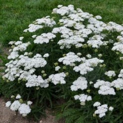 FIREFLY DIAMOND YARROW -Greenscape Shop DETA 4091
