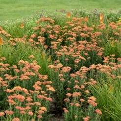 FIREFLY PEACH SKY YARROW -Greenscape Shop DETA 4092