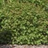 DWARF EUROPEAN CRANBERRY BUSH 1 DWARF EUROPEAN CRANBERRY BUSH -Greenscape Shop DETA 410