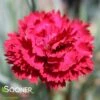 FRUIT PUNCH® MARASCHINO DIANTHUS -Greenscape Shop DETA 4103