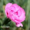 FRUIT PUNCH® SWEETIE PIE DIANTHUS -Greenscape Shop DETA 4105