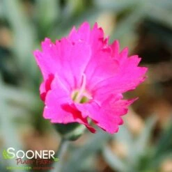 PAINT THE TOWN MAGENTA DIANTHUS -Greenscape Shop DETA 4107